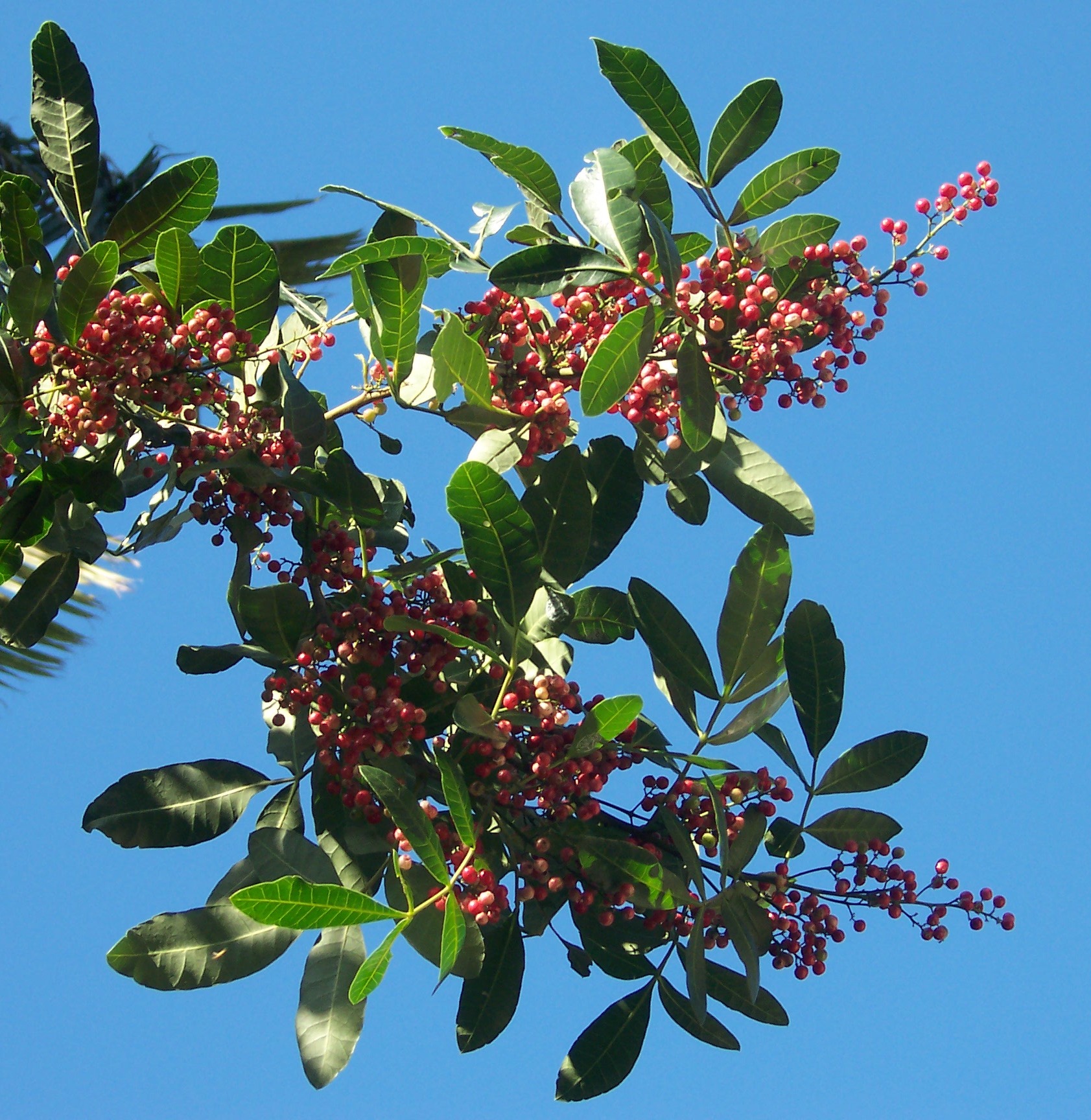 Aroeira